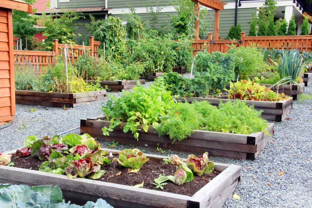 Vegetable garden set up from man who learned how to start a vegetable garden.