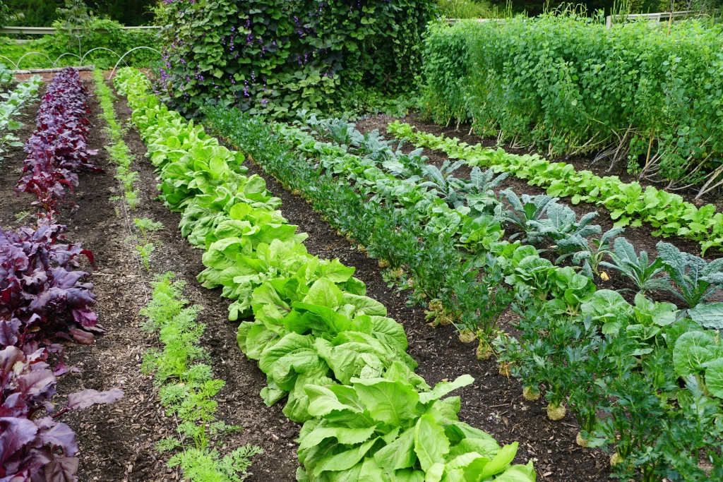 Vegetable growing in rows in a garden.