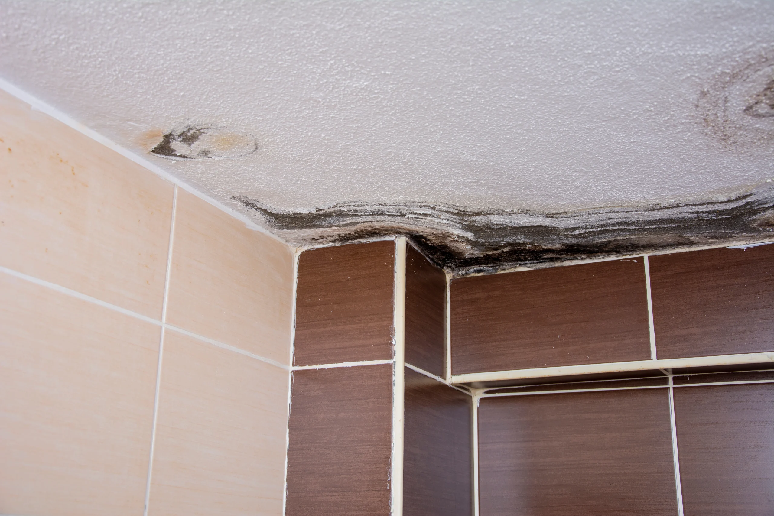 Mould on bathroom's ceiling.