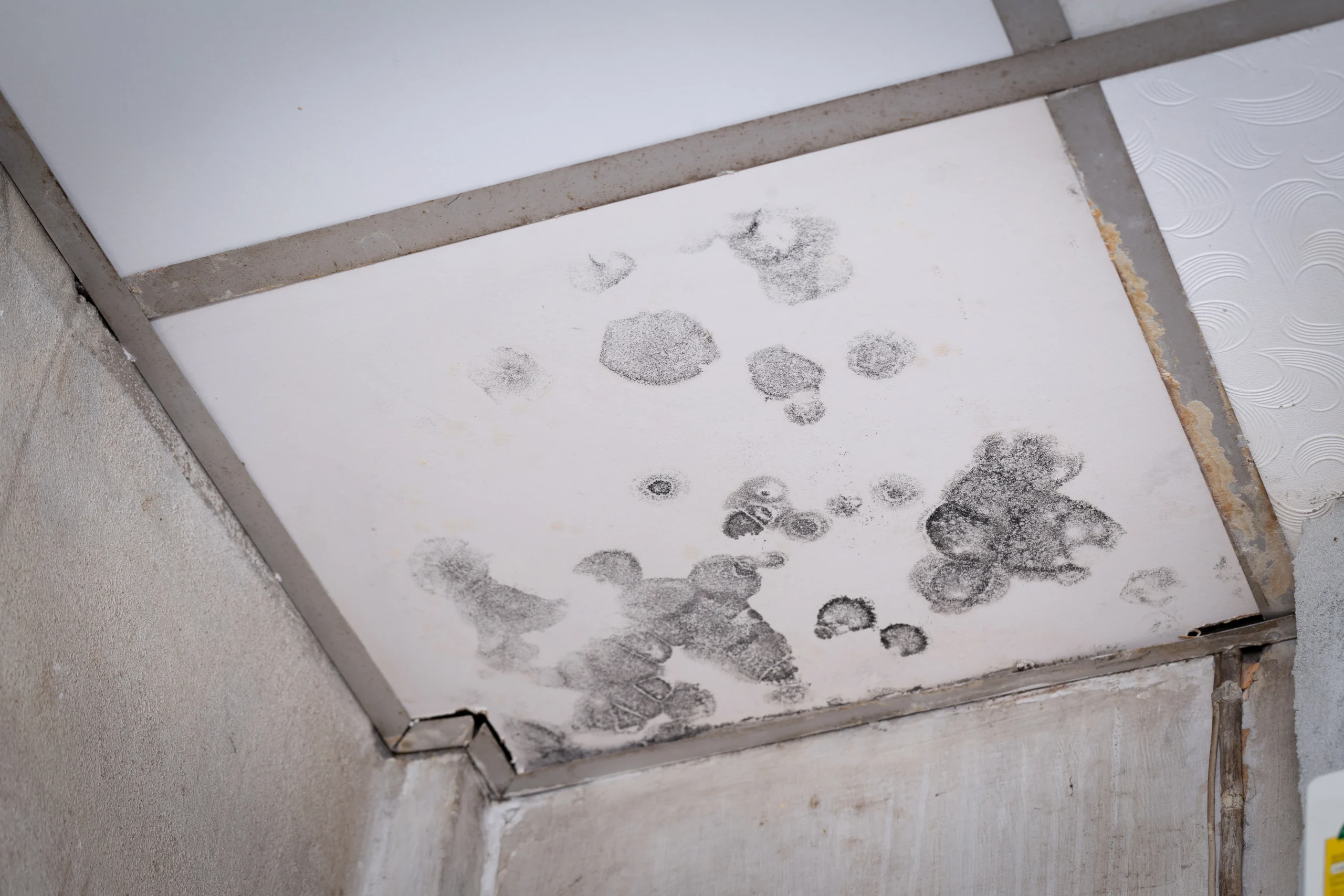 Black mould on bathroom ceiling.